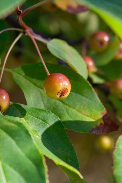 商业运营与 商业运营与
